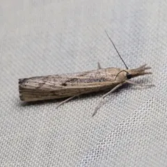 Sod Webworm Moth thumbnail 1