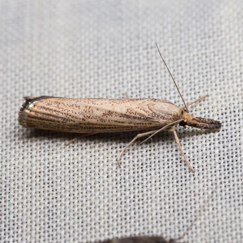 Vagabond Sod Webworm Moth