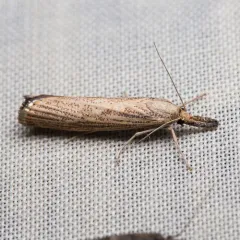 Vagabond Sod Webworm Moth thumbnail 1