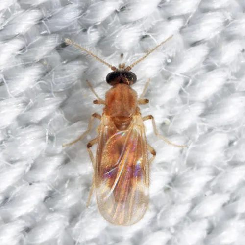 Culicoides crepuscularis