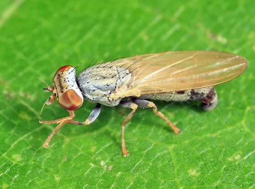 Parochthiphila spectabilis