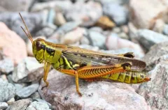Red-legged Grasshopper thumbnail 5