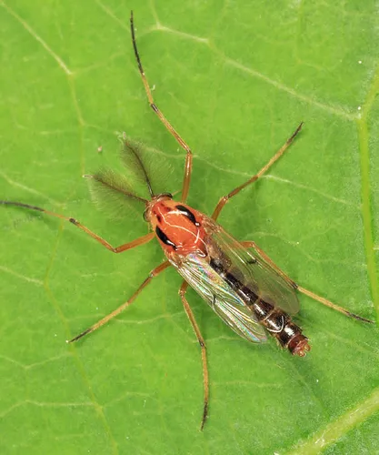 Clinotanypus planus