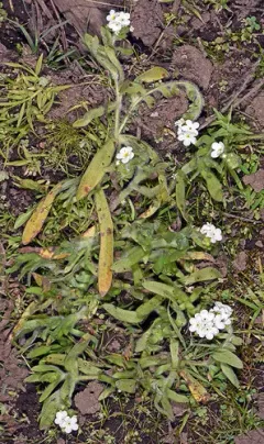 creeping popcornflower thumbnail 3