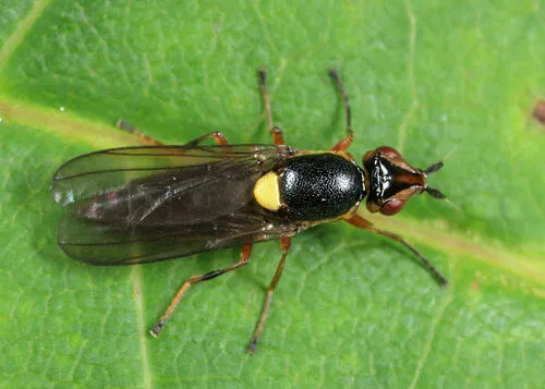 Epichlorops elongatus