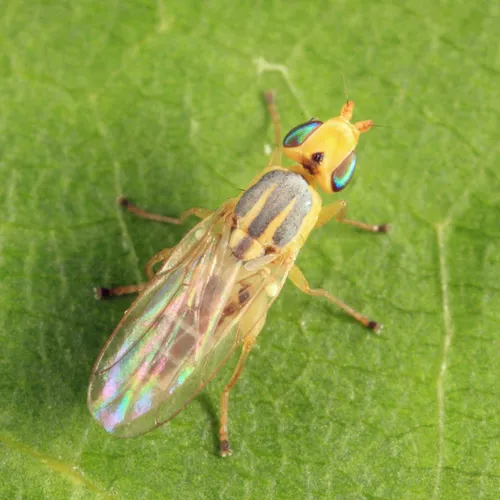 Wheat Stem Maggot