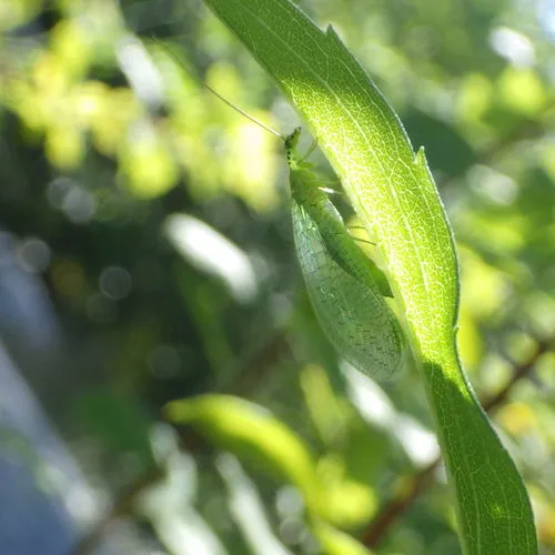 X-marked Green Lacewing