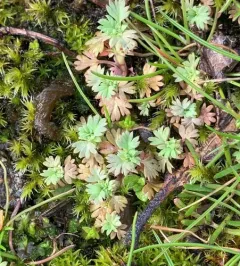 western lady's mantle thumbnail 3
