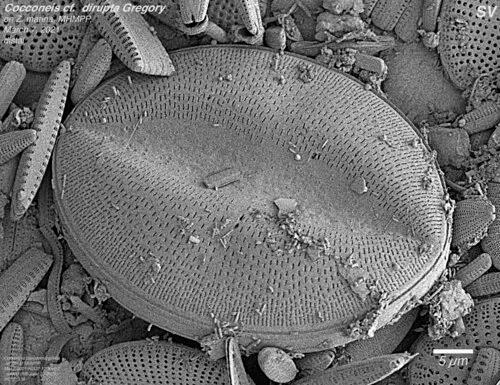 Cocconeis dirupta