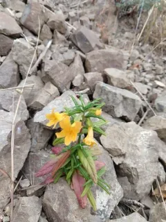 orange bush monkeyflower thumbnail 2