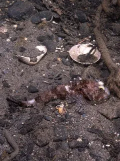 Fringed Sculpin thumbnail 2