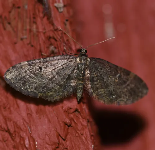 Eupithecia olivacea