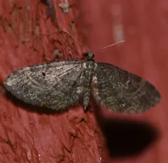 Eupithecia olivacea thumbnail 1