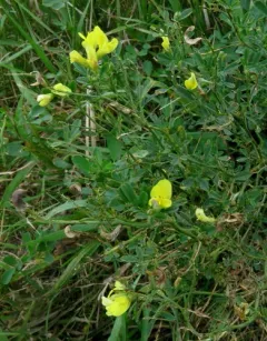 sickle alfalfa thumbnail 4