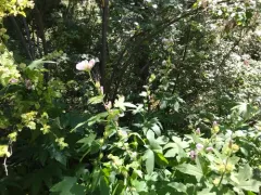 california globe mallow thumbnail 1