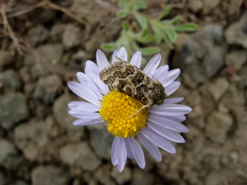 Schinia edwardsii