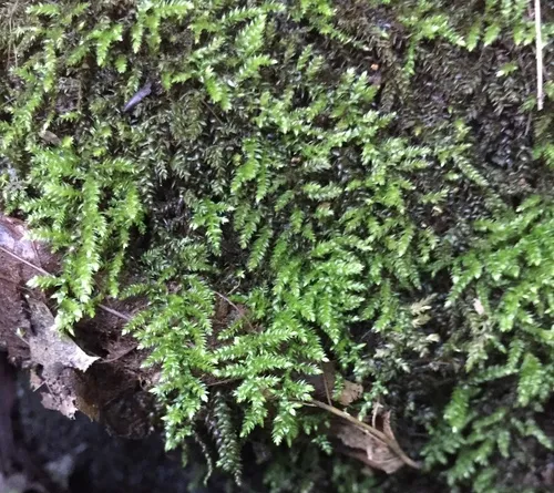 New England Bryhnia Moss