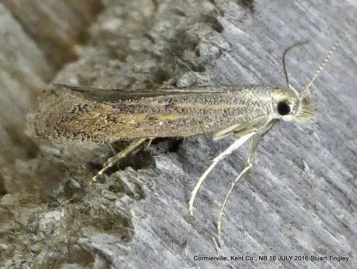 Isophrictis similiella