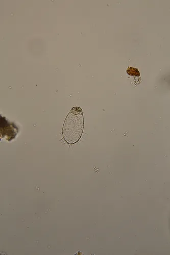 Euglypha compressa