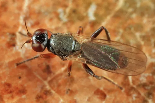 Elachiptera longiventris