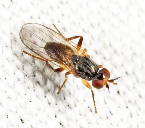Elachiptera vittata