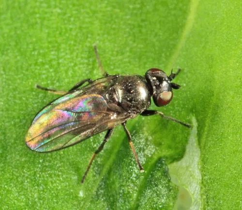 Frit Fly