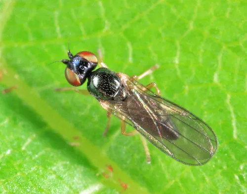 Rhopalopterum atriceps