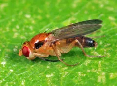 Sobarocephala latifrons thumbnail 1