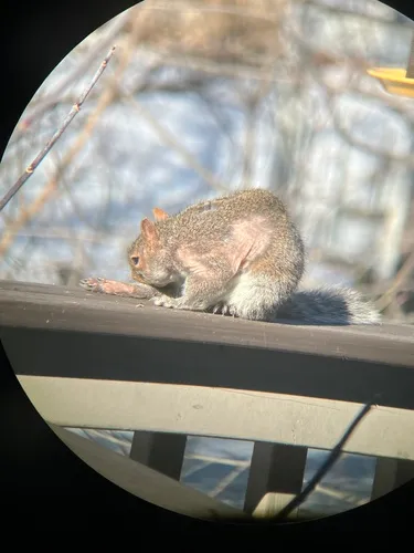 Squirrel Mange Mite