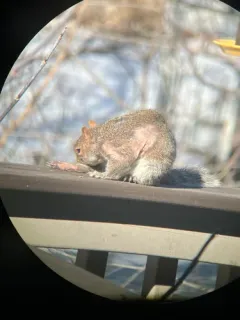 Squirrel Mange Mite thumbnail 1