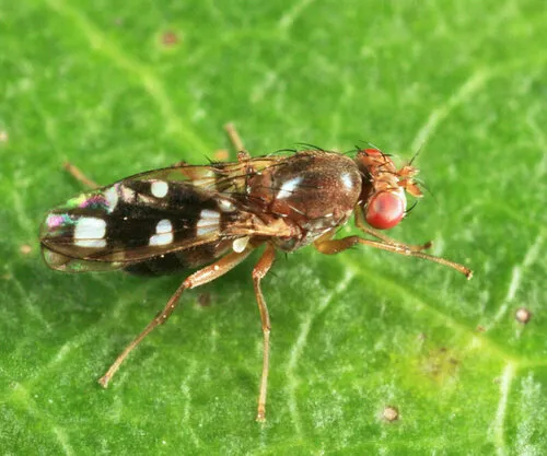 Diastata repleta