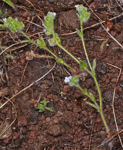 shasta popcornflower