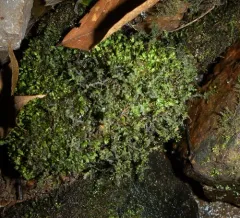 Pinnate Scalewort thumbnail 2