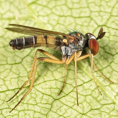 Argyra setipes