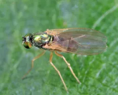 Chrysotimus delicatus thumbnail 2