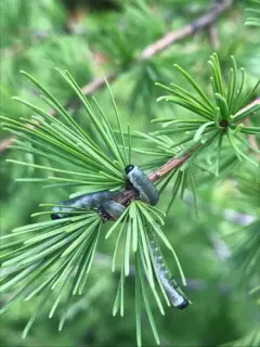 Larch Sawfly thumbnail 1