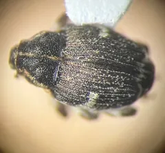 Pointed Minute Seed Weevil thumbnail 2