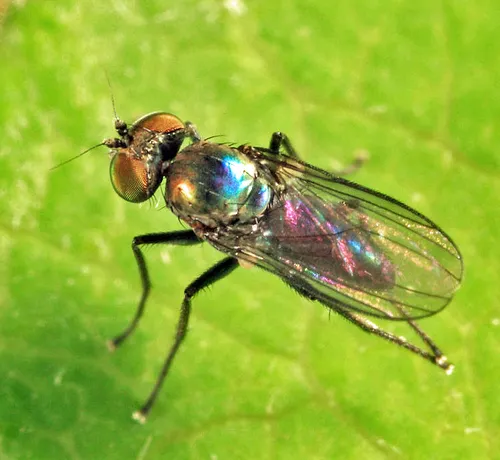 Chrysotus subcostatus
