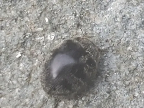 Rhyzobius forestieri