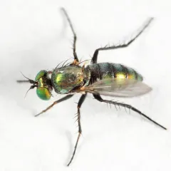 Dolichopus acuminatus thumbnail 2