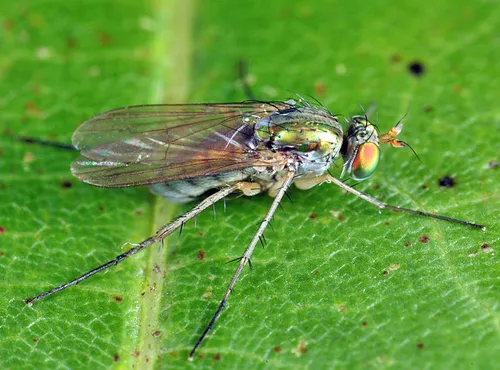 Dolichopus domesticus