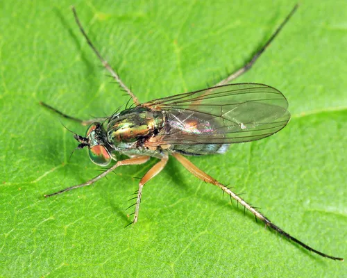 Dolichopus sicarius