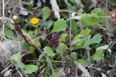 Boreal Groundsel thumbnail 1
