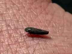 Willow Leafhopper thumbnail 3