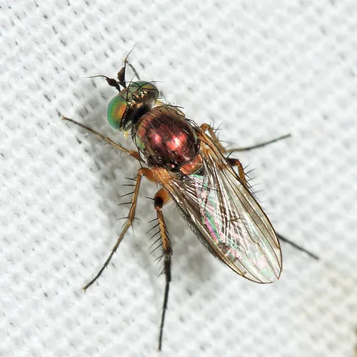 Dolichopus sincerus