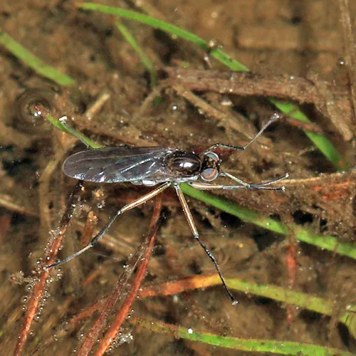 Hydrophorus alboflorens