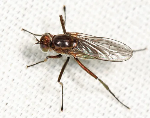 Hydrophorus amplectens