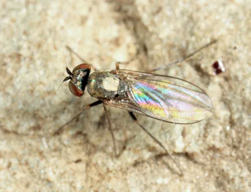 Medetera apicalis