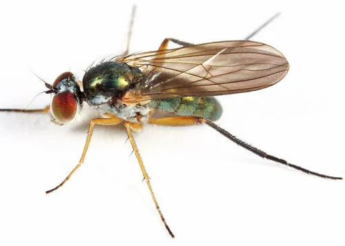 Rhaphium signiferum