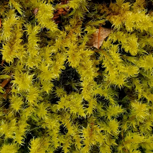Elongate Rock Moss
